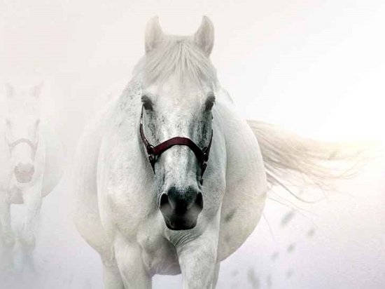 Median Hotel Messe Hannover – der Newsblog Weiße Pferde laufen durch neblige Umgebung nach vorne